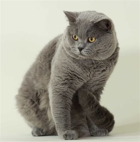 British shorthair can make great apartment cats, being alert and playful without being hyper or destructive. Cat breeds - British Shorthair Information