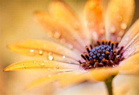 8 Macro Flower Photos To Inspire You Mostly Lisa Photography Tips