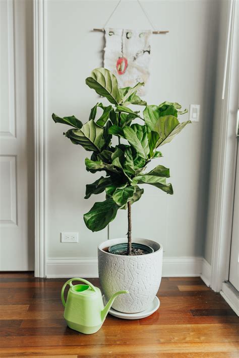 8 Essential Tips For Fiddle Leaf Fig Tree Care From An Expert