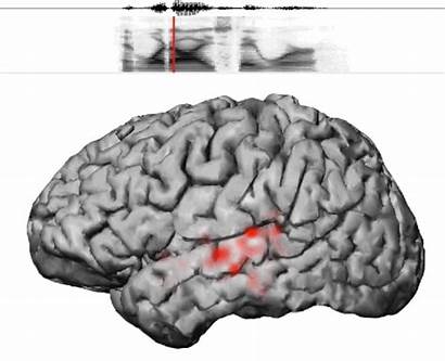 Brain Speech Sounds Study Cerebro Engineering Recognizes