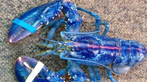 Rare Blue Nova Scotia Lobster Up For Grabs On Kijiji Nova Scotia