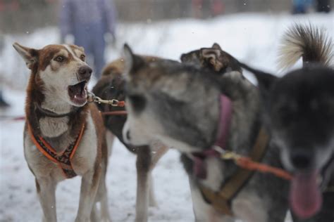 Husky Racing In Moscow