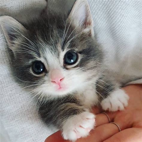 Adorable Baby Kitten