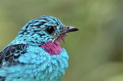 Stunning Birds In Beautiful Photography