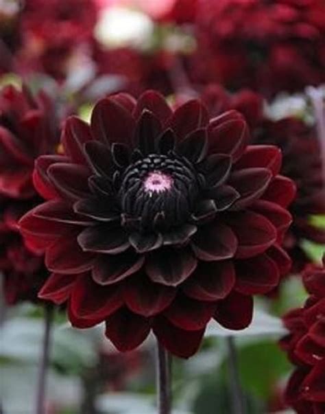 Black Blood Dahlia Flower Seeds Annual 10