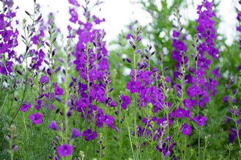 How To Grow And Care For Lovely Larkspur Flowers