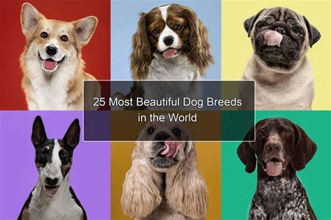 25 Most Beautiful Dog Breeds