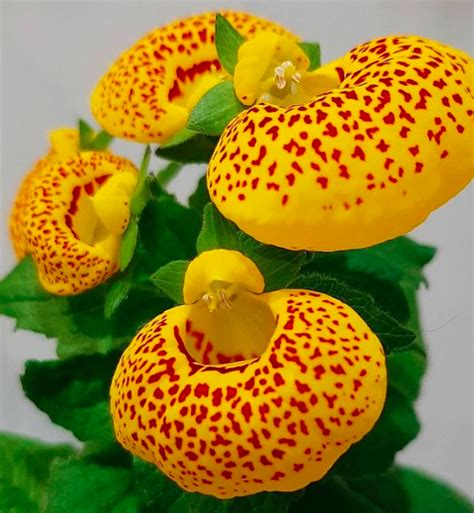 Ladys Purse Slipper Flower Calceolaria How To Care And Grow