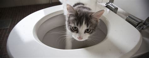 Cats Bathroom Habits With Cat Toilet Training Kit