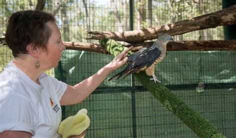 Gallery Raptor Rehab Australian Geographic