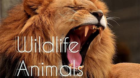 Stunning Wildlife Animals Moments Youtube