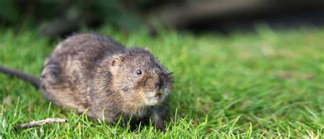 Water Vole Surveys Yorkshire Quants Environmental