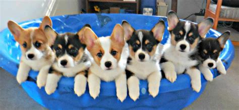 Craigslist permits clients to post promotions online for free with or without a record, utilizing a substantial email address. Corgi Puppies For Sale In Washington | PETSIDI
