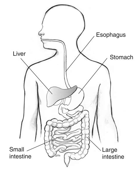 Digestive Tract With The Esophagus Stomach Liver Small Intestine And Large Intestine Labeled