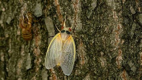 Brood X Cicadas Emerge After 17 Years Underground