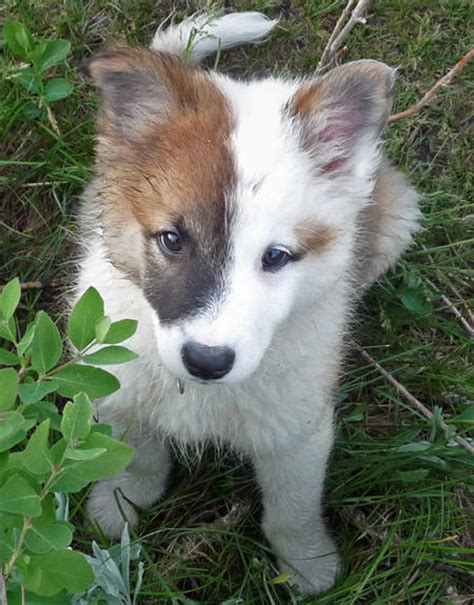 Hardy and agile, they are extremely useful for herding and driving livestock or finding lost sheep. Ole the Icelandic Sheepdog | Puppies | Daily Puppy