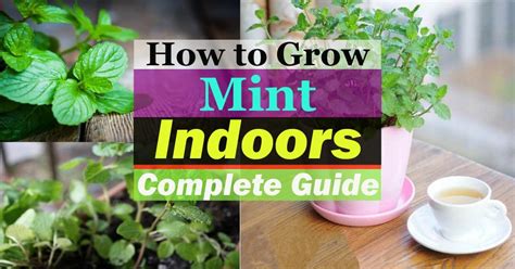 Growing Mint Indoors And How To Care For It Balcony Garden Web