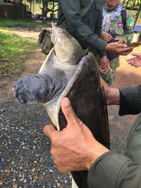 The Rangers Saved An Asiatic Softshell Turtle Wildlife Alliance