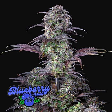 Blueberry Auto Semillas Autoflorecientes 420 Fast Buds Saltón Verde