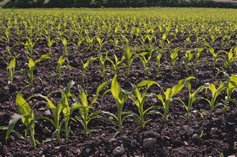 Setva Kukuruza Po Regionima Koje Su Preporuke Za Područje Centralne