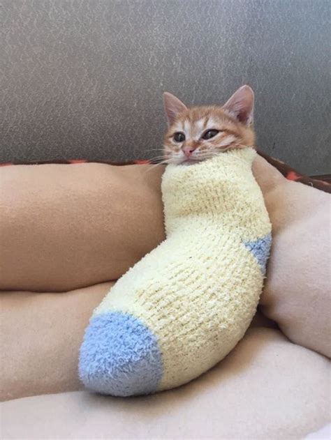 A Cat Sock Burrito Enjoying The Warmth Of A Sock Cats Cute Baby