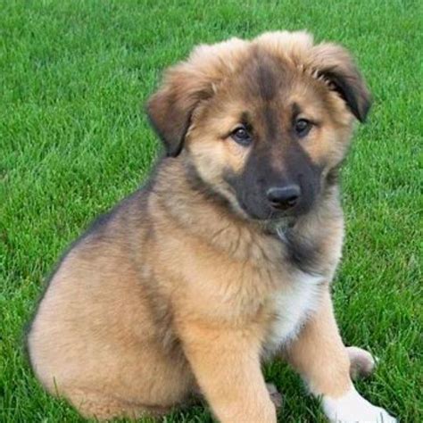 I got her from the shelter. Border Collie German Shepherd Lab Mix Puppies | what I love.... | Pinterest | Lab mix puppies