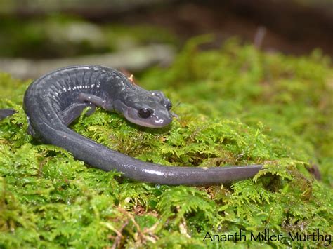 Blue Ridge Graycheek Salamander Plethodon Amplus Flickr