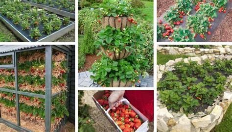 Diy Strawberry Bed Ideas 36 Creative Solutions My Desired Home