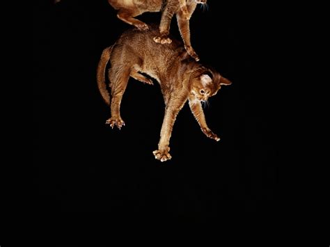 But, a quick google search brought me to this information here: Dream Of Dog Falling Off Balcony - Image Balcony and Attic ...