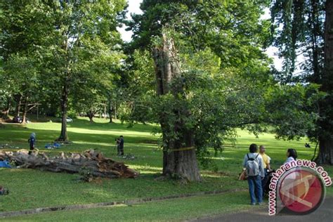 Pohon Tertua Di Kebun Raya Bogor Tumbang Antara News