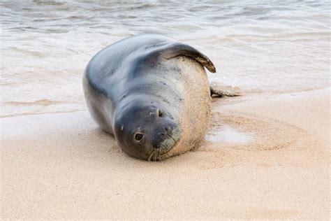 Why Are Hawaiian Monk Seals Important American Oceans