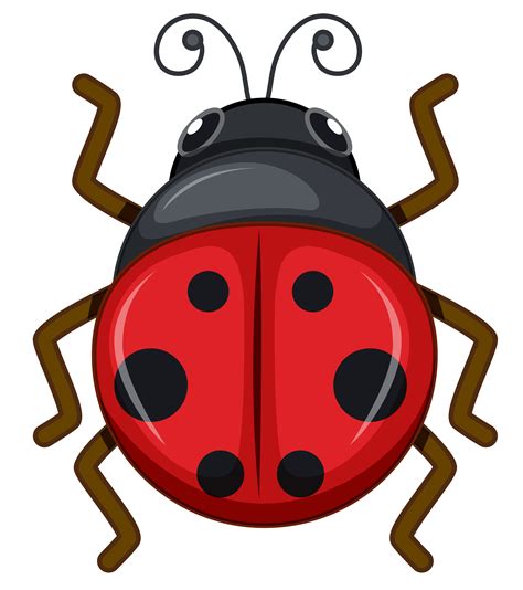 Ladybug On White Background 447714 Vector Art At Vecteezy
