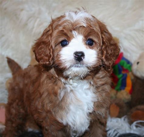 Check spelling or type a new query. Cavapoo Puppies Arizona | Top Dog Information