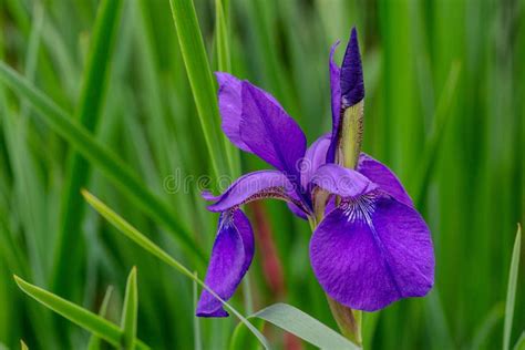 Purple Iris With Bud Stock Image Image Of Natural Iris 95646991