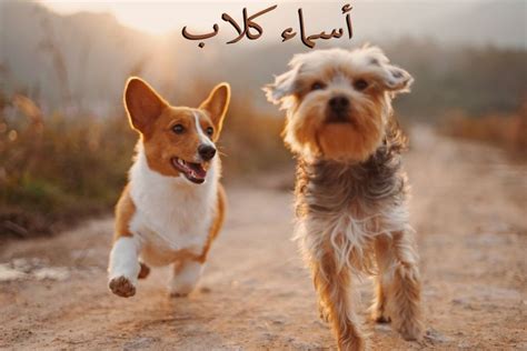اسماء كلاب لولو عربى