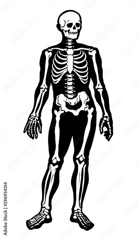 Human Skeleton Vector Schematic Drawing Stock Vector Adobe Stock