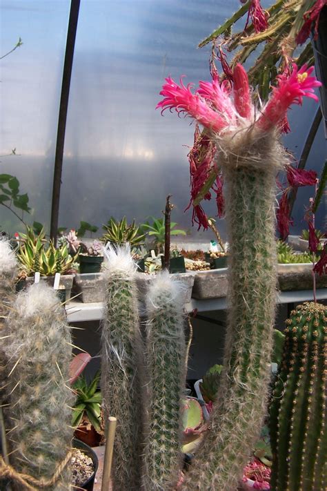 Oregon Cactus Blog Oreocereus Doelzianus