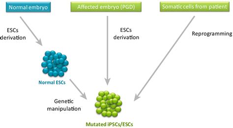 Jcm Free Full Text Comparing Esc And Ipsc—based Models For Human