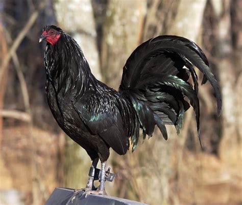 Fotos De Gallos De Pelea Finos Imagenes De Gallos