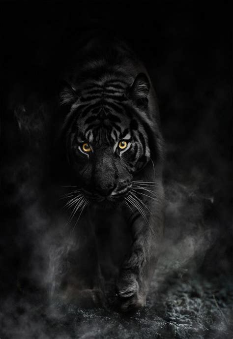Image Black Tiger Animal Jam Clans Wiki Fandom
