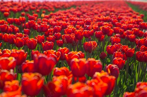 Background Musim Semi Mekar Ladang Tulip Merah Di Eropa Foto Dan Gambar