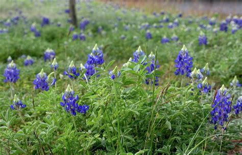 Texas Bluebonnet Season Is In Full Bloom