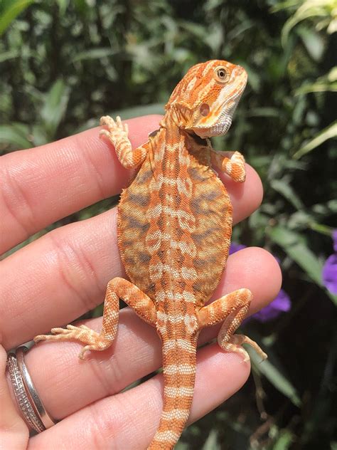 Tangerine Tiger Leatherback Double Het Hypotranslucent Male Central