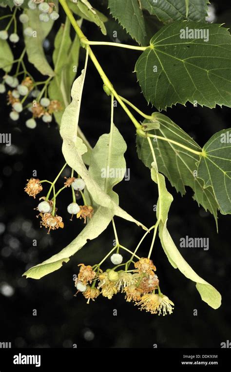 Lime Tree Tilia Sp Fam Malvaceae Leaves Flowers And Fruits