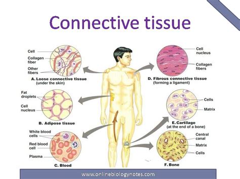 Connective Tissue Characteristics Functions And Types