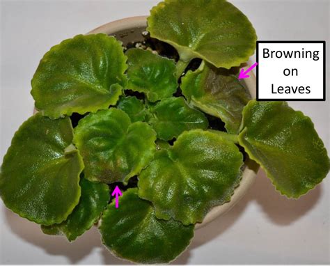 You have to make sure that the different. Why Are My African Violet Leaves Curling Upwards or ...
