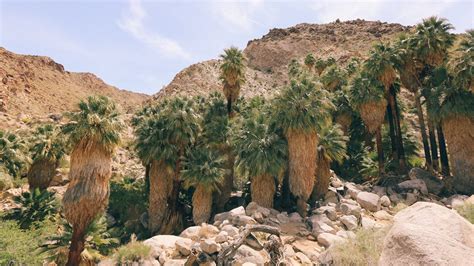 49 Palms Oasis In Joshua Tree National Park The Joshua Tree House