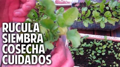 Descubre Cómo Plantar Hierbabuenas En Tu Jardín Con éxito Como Sembrar