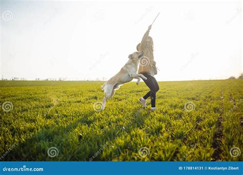 Cheerful Labrador Retriever Dog Runs And Jumps For The Stick In The