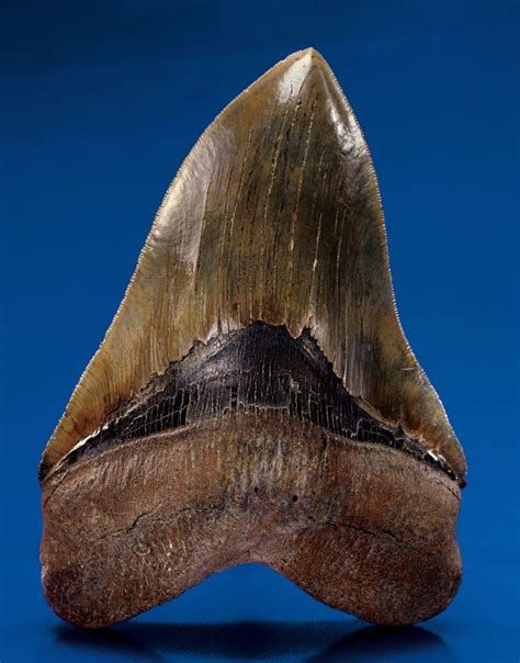 Megalodon Tooth Carcharocles Megalodon Miocene Swanee River Florida